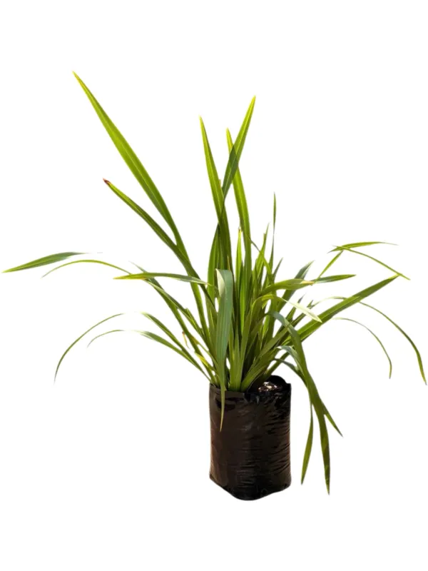 Phormium tenax ‘Green’ 20 Liter