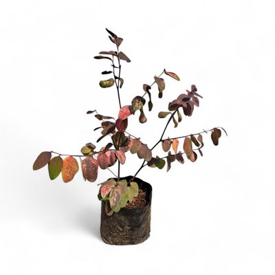 Breynia Nivosa (Pink) - Ice Cream Bush 2.5L