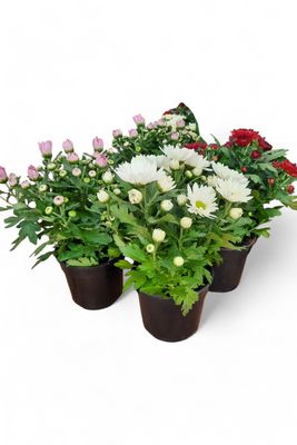Chrysanthemum Mixed Colours 14cm
