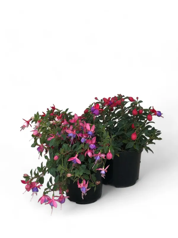 Fuchsia Bella 17cm Mixed Colours "Pot"