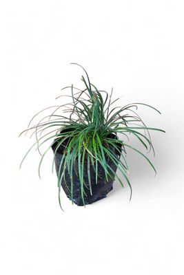 Ophiopogon japonicus, Mondo grass 1Liter