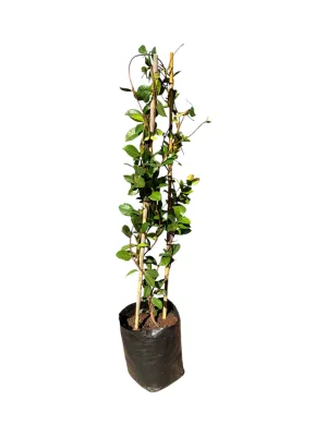 Trachelospermum Jasminoides - Star Jasmine - Staked 10 Liter