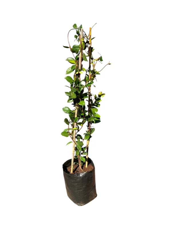 Trachelospermum Jasminoides - Star Jasmine - Staked 10 Liter