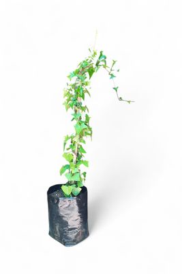 Senecio Macroglosum Variegata Creeper (Ivy) 10 Liter