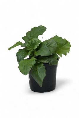 Gerbera Jamesonii x Hybrid 14cm