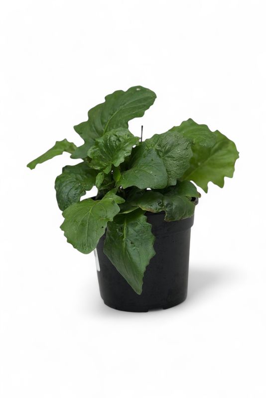 Gerbera Jamesonii x Hybrid 14cm