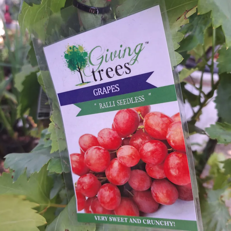 Grape "Ralli" Seedless 10L