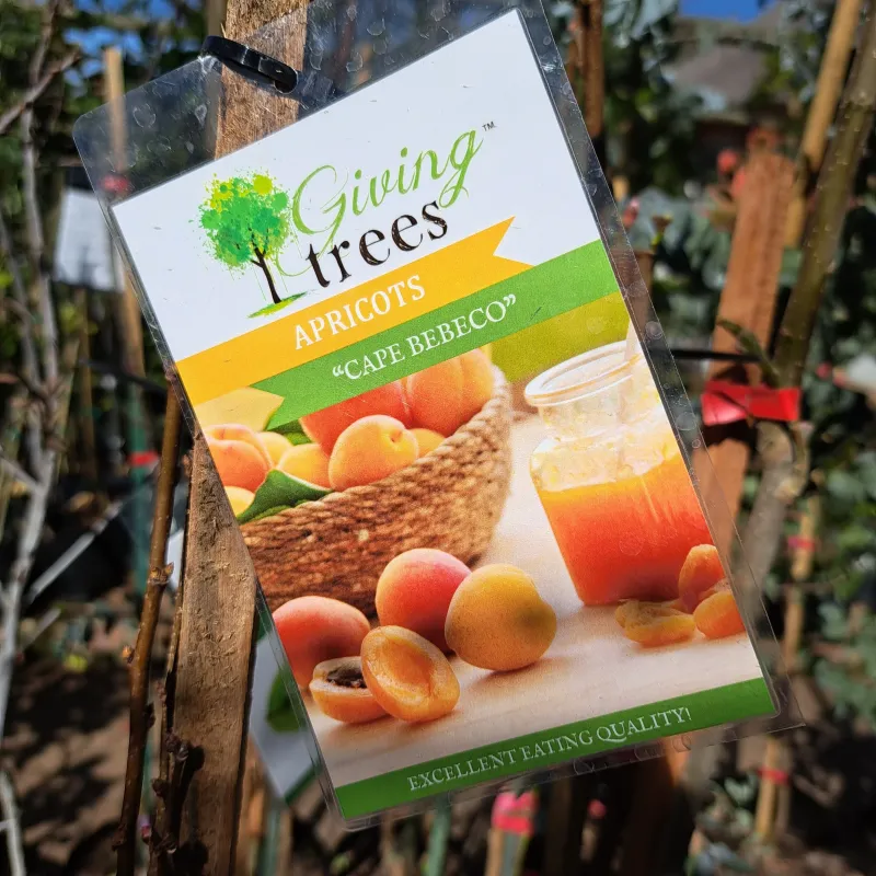 Apricot "Cape Bebeco" 10L