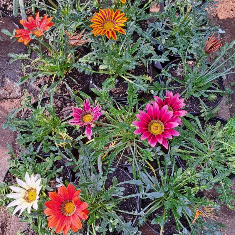 Gazanias Mixed Colours