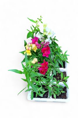 Antirrhinum (Snapdragon) Mixed Colours Seedlings 6 Pack