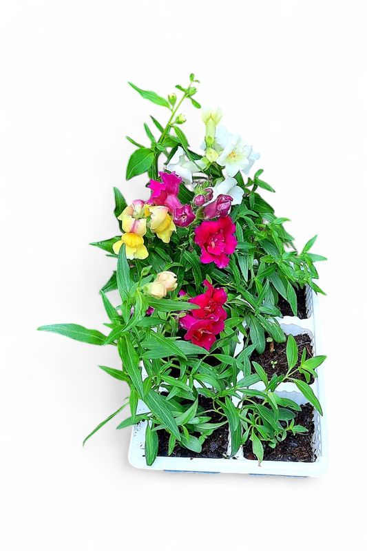 Antirrhinum (Snapdragon) Mixed Colours Seedlings 6 Pack