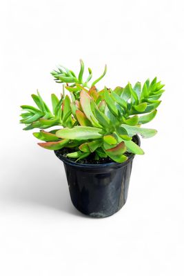 Crassula Capitella 'Campfire' 15cm Pots