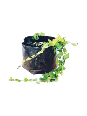 Tickey Creeper Ficus Pumila 2.5 Liter Tickey Creeper Ficus Pumila 2.5 Liter