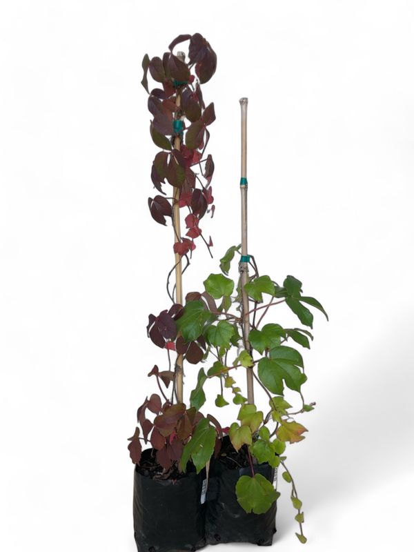 Parthenocissus Tricuspidata - Boston Ivy 10 Liter