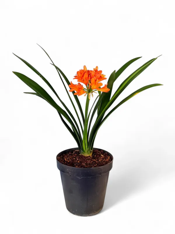 Clivia 30cm