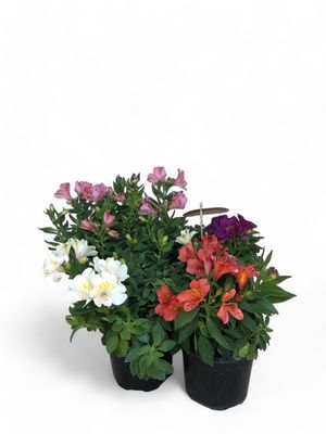 Alstroemeria Colorita (Inca Lily) 16.5cm Pot
