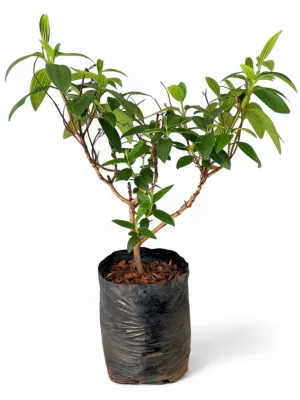 Tibouchina "Princess Flower" 20Liter