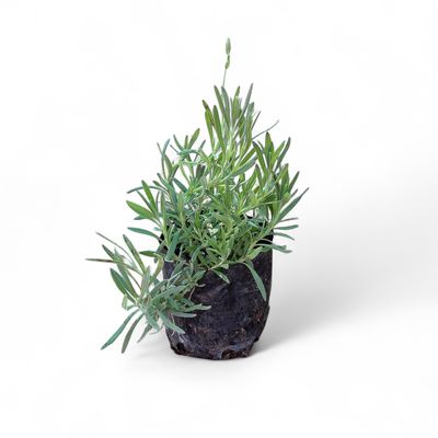 Lavandula "Lavender" Margaret Roberts