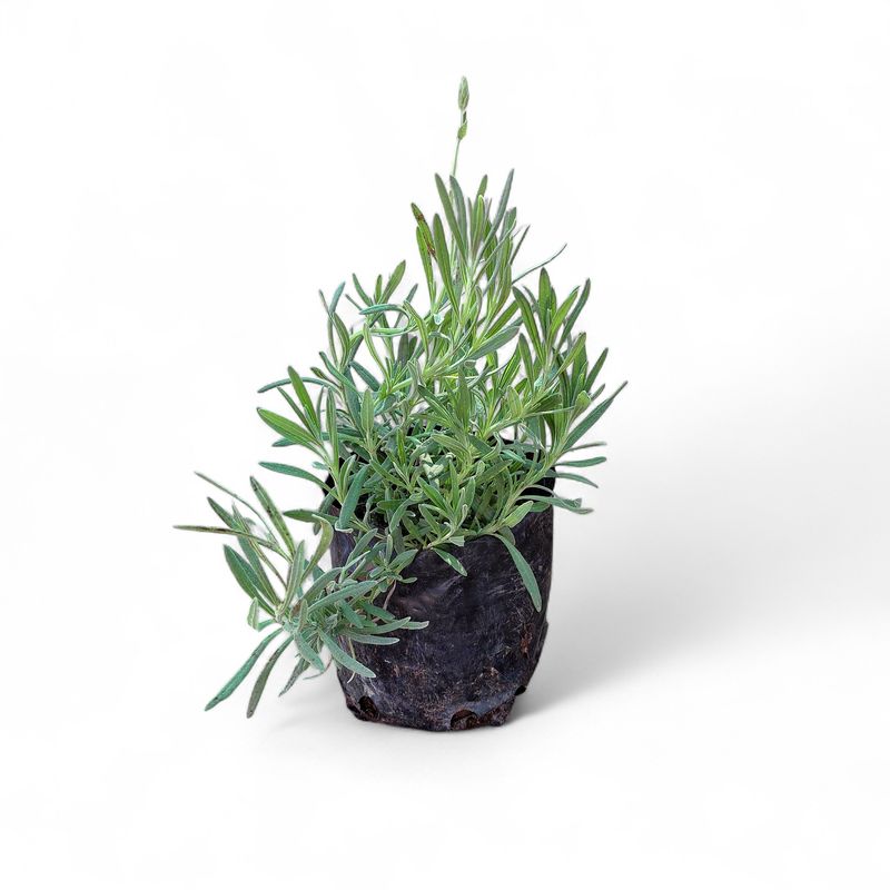 Lavandula "Lavender" Margaret Roberts