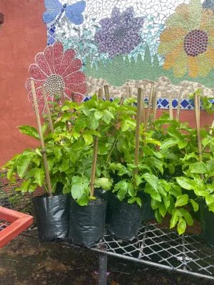 Granadilla Passiflora 10L