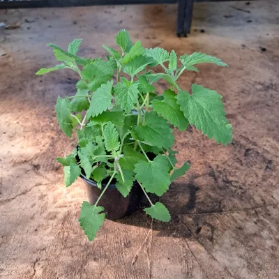 Catnip 12cm Pot