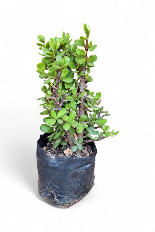 Portulacaria Afra (Spekboom) 1L