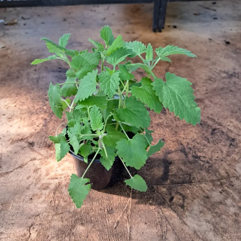 Catnip 12cm Pot