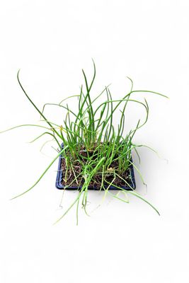 Onion Texas Grano 6 Pack Veg Seedlings