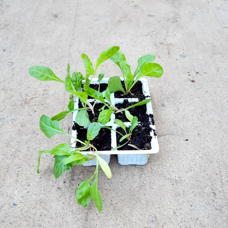 Spinach Ford Hook Giant 6 Pack Veg Seedlings