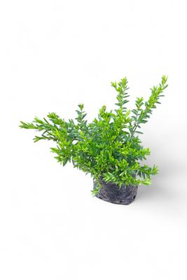 Cuphea Hyssopifolia White 4L