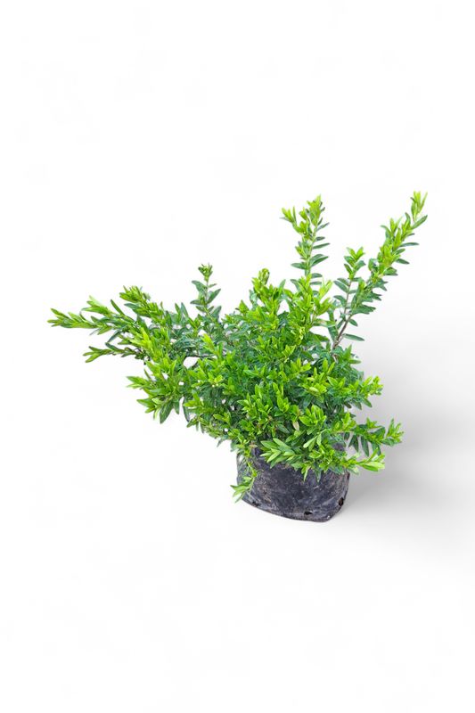 Cuphea Hyssopifolia White 4L