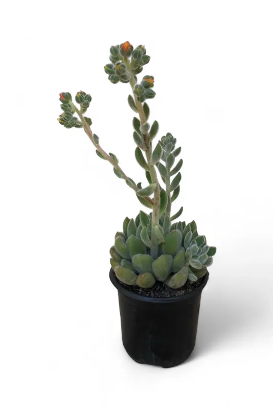 Echeveria Bombycina 12cm Pot