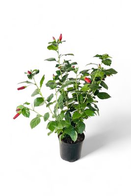 Hibiscus Mixed Colours 23cm Pot