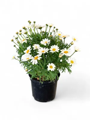 Argyranthemum White 15cm