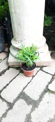 Chamaedorea Elegans "Love Palm" 10cm Pot
