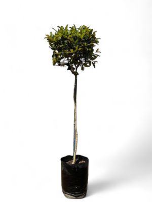 Syzigium Paniculatum Standard Short Standard 90cm Stem 10 Liter