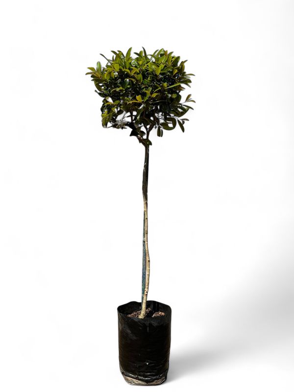 Syzigium Paniculatum Standard Short Standard 90cm Stem 10 Liter