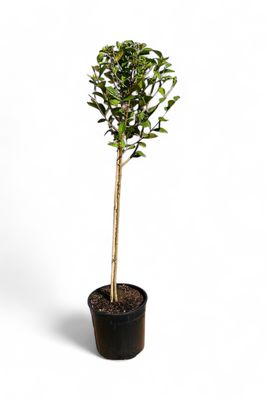 Ligustrum 23cm Pot  Standard H 1100mm
