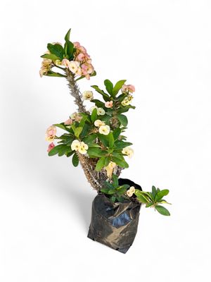 Euphorbia Milii (Christ Thorn) Cream / Yellow 10L