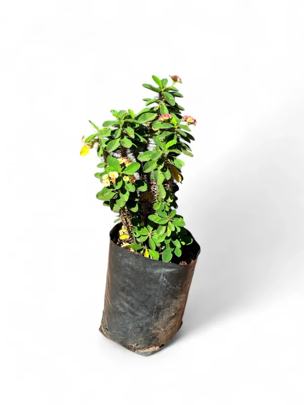 Euphorbia Milii (Christ Thorn) Pink Large  'Popcorn' 10 Liter