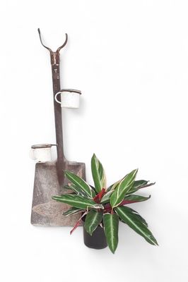 Stromanthe Triostar 14cm