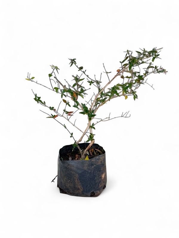 Abelia Grandiflora 2 Liter