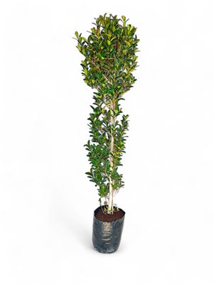 Syzigium Paniculatum Column 10 Liter 1.3 meter  tall