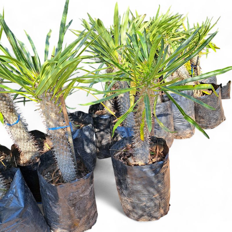 Pachypodium Lamerei (Halfmens) 20L