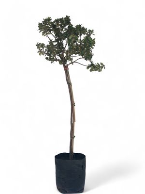 Escallonia Pink Princess Standard 10 Liter