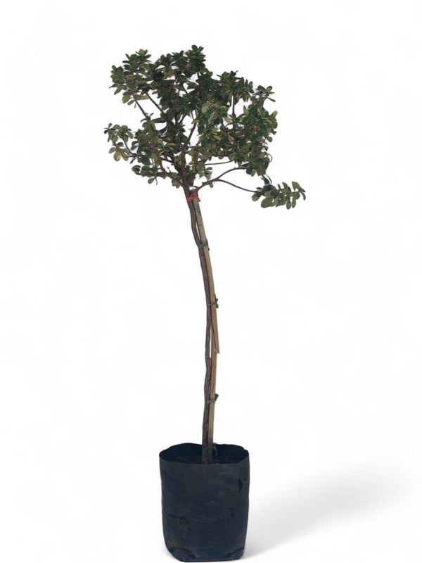 Escallonia Pink Princess Standard 10 Liter