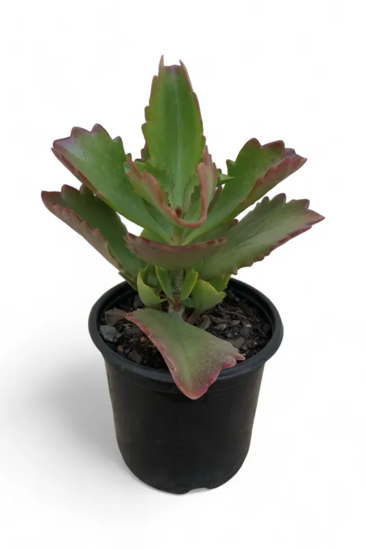 Kalanchoe Sexangularis "Red Leaved Kalanchoe" 12cm Pot