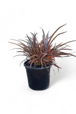Phormium Chocolate Baby 15cm Pot