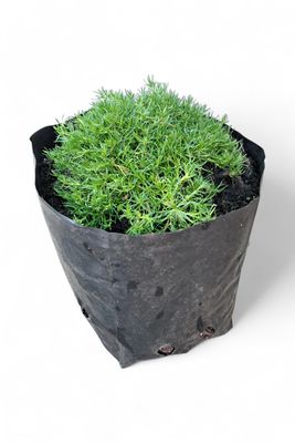 Minuartia Green (Irish Moss) 3L