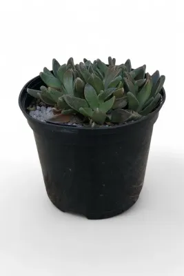 Aloinopsis Transvaalensis "Nananthus Transvaalensis" 15cm Pot